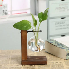 Zen Transparent Indoor desk plants